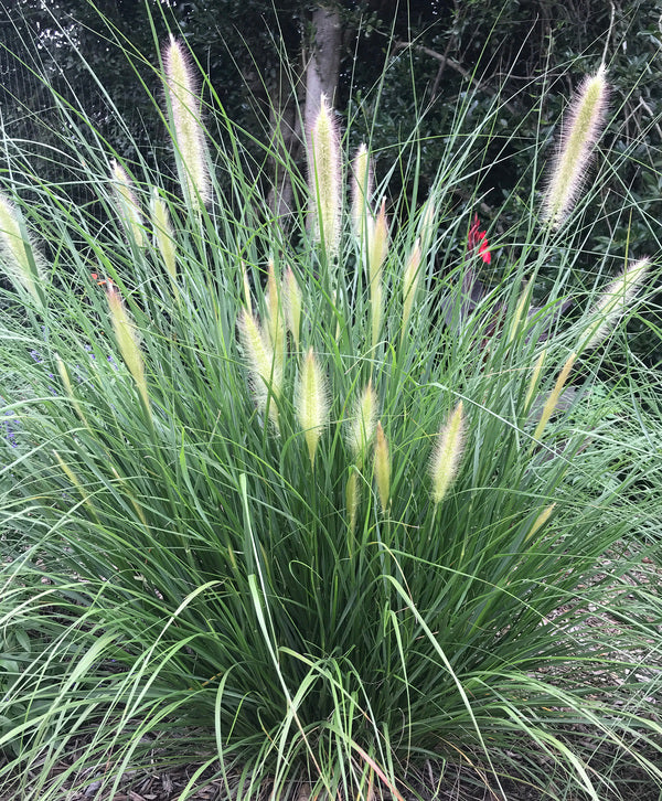 Image of Pennisetum alopecuroides 'Etouffee' PP 31,062|Juniper Level Botanic Gdn, NC|JLBG