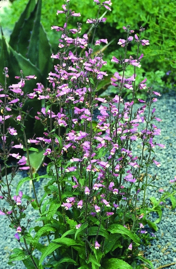 Image of Penstemon australis coll. #A1FL-134|Juniper Level Botanic Gdn, NC|JLBG