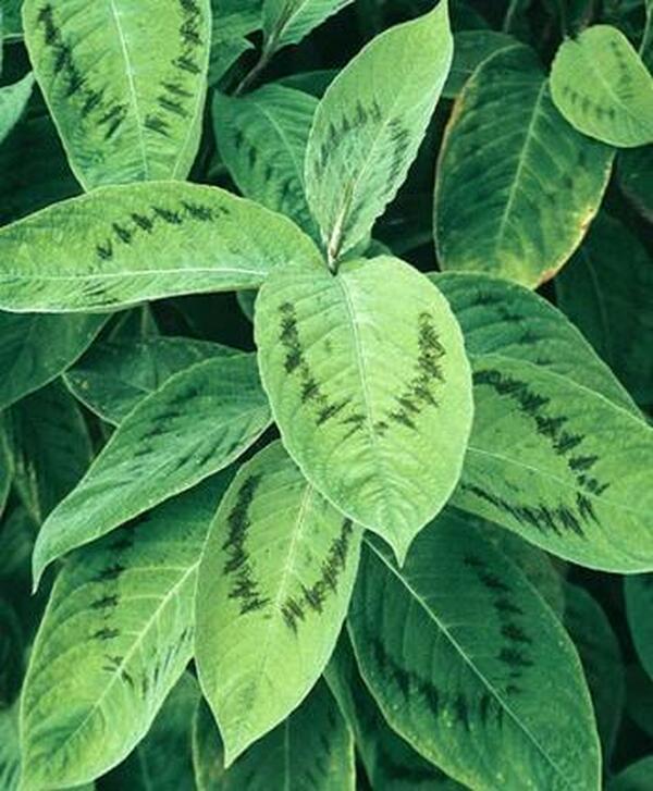 Image of Persicaria 'Brushstrokes'|Terra Nova Nurseries, OR|