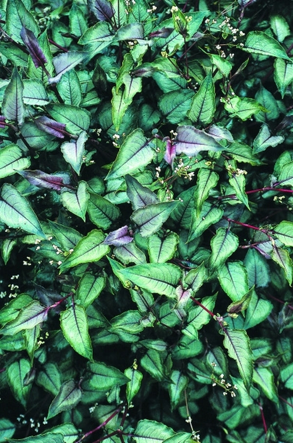 Image of Persicaria microcephala 'Silver Dragon' PP 16,421|Terra Nova Nurseries, OR|