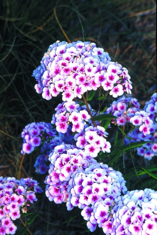 Image of Phlox x arendsii 'Eye Catcher'|Juniper Level Botanic Gdn, NC|JLBG