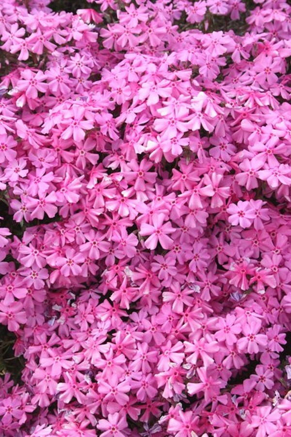 Image of Phlox nivalis var. hentzii 'Caswell Pink Eye'|Juniper Level Botanic Gdn, NC|JLBG