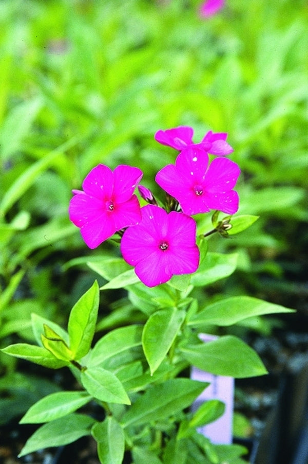 Image of Phlox paniculata 'Nicky'|Juniper Level Botanic Gdn, NC|JLBG