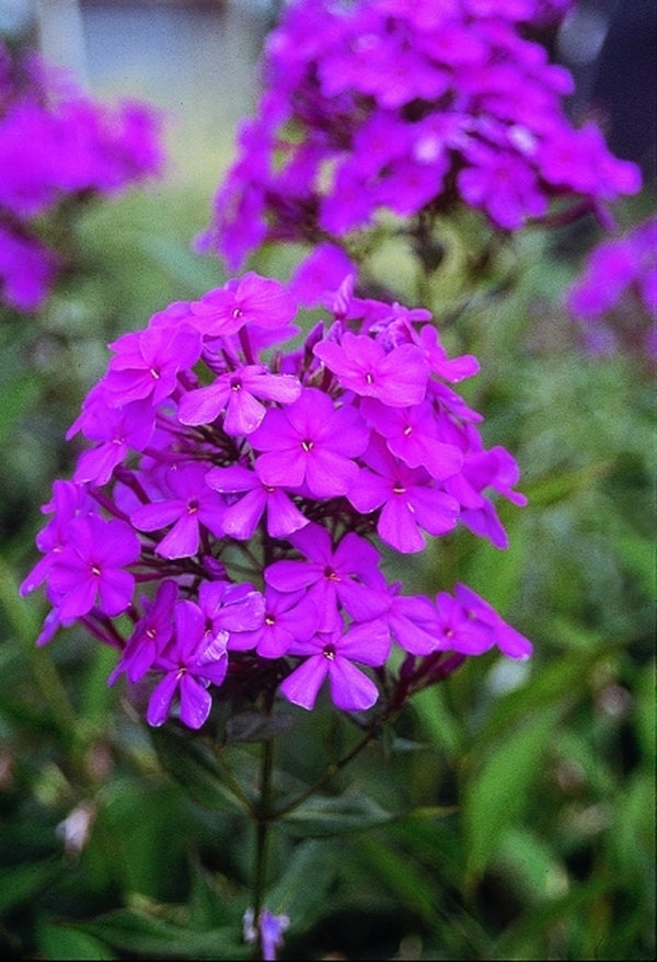 Image of Phlox paniculata 'Robert Poore'|Juniper Level Botanic Gdn, NC|JLBG