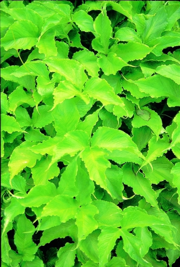 Image of Pinellia tripartita|Juniper Level Botanic Gdn, NC|JLBG