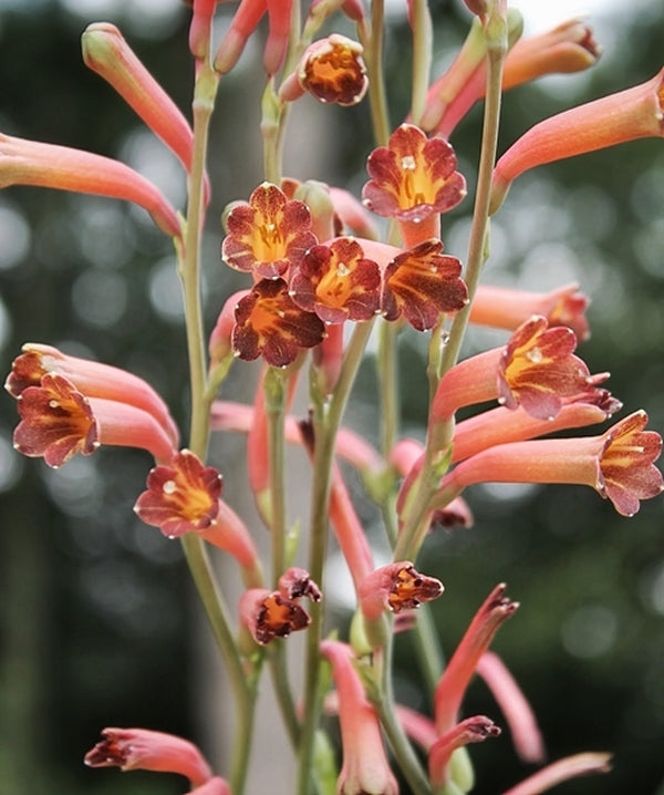 Image of Polianthes x bundrantii 'Chirp'|Juniper Level Botanic Gdn, NC|JLBG