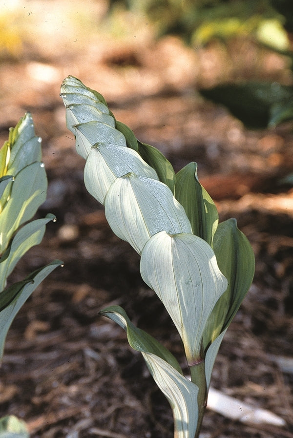 Image of Polygonatum odoratum 'Spiral Staircase'|Juniper Level Botanic Gdn, NC|JLBG