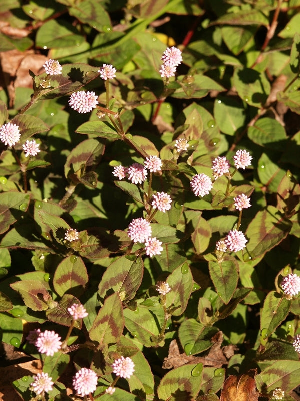 Image of Polygonum capitatum 'Pink Buttons'|Juniper Level Botanic Gdn, NC|JLBG