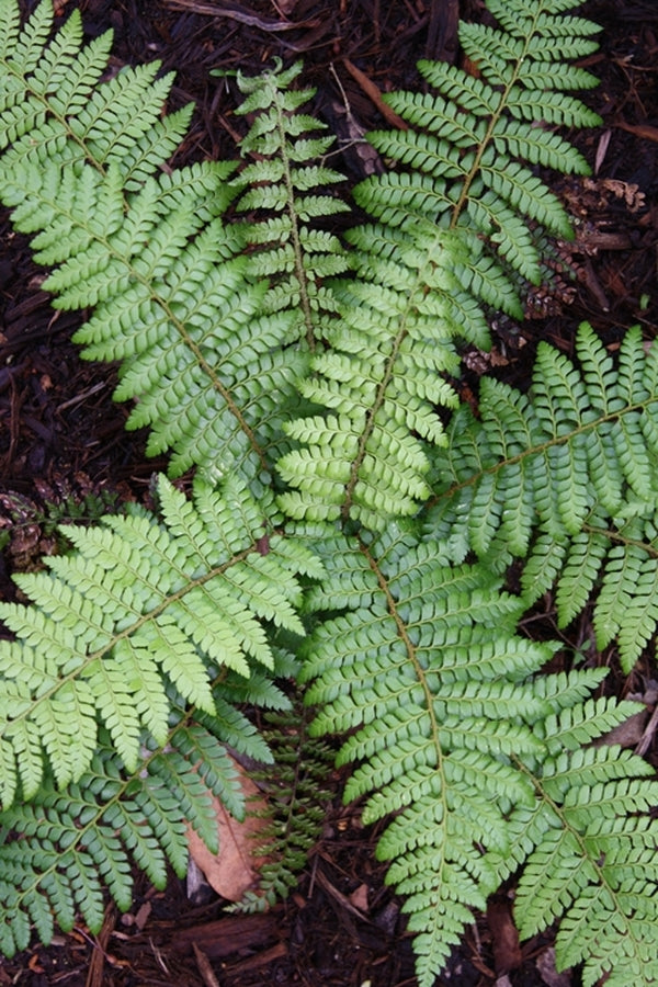 Image of Polystichum x dycei|Juniper Level Botanic Gdn, NC|JLBG