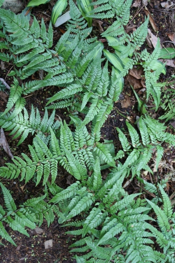 Image of Polystichum tsus-simense v. mayebarae 'Tao Yuan Giant'|Juniper Level Botanic Gdn, NC|JLBG
