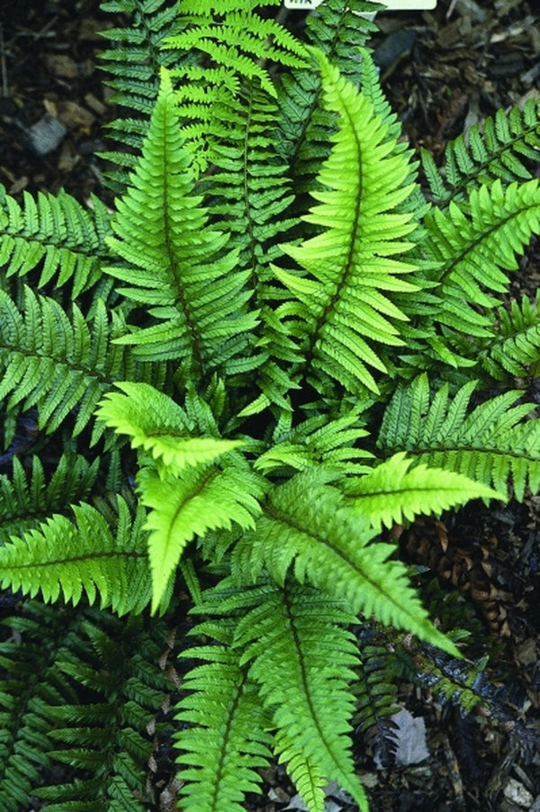Image of Polystichum xiphophyllum|Juniper Level Botanic Gdn, NC|JLBG