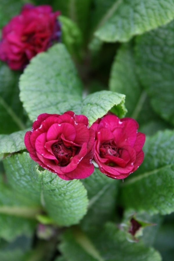Image of Primula vulgaris 'April Rose'taken at Juniper Level Botanic Gdn, NC by JLBG