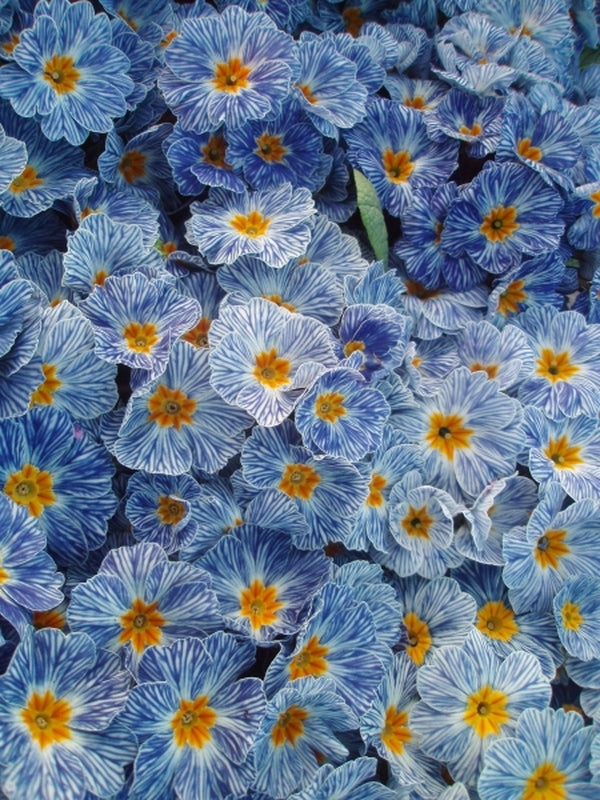 Image of Primula vulgaris 'Zebra Blue'taken at HortCoture, MI by HortCouture