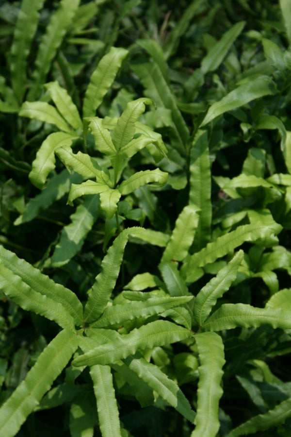 Image of Pteris cretica coll. #A1HA-009|Juniper Level Botanic Gdn, NC|JLBG