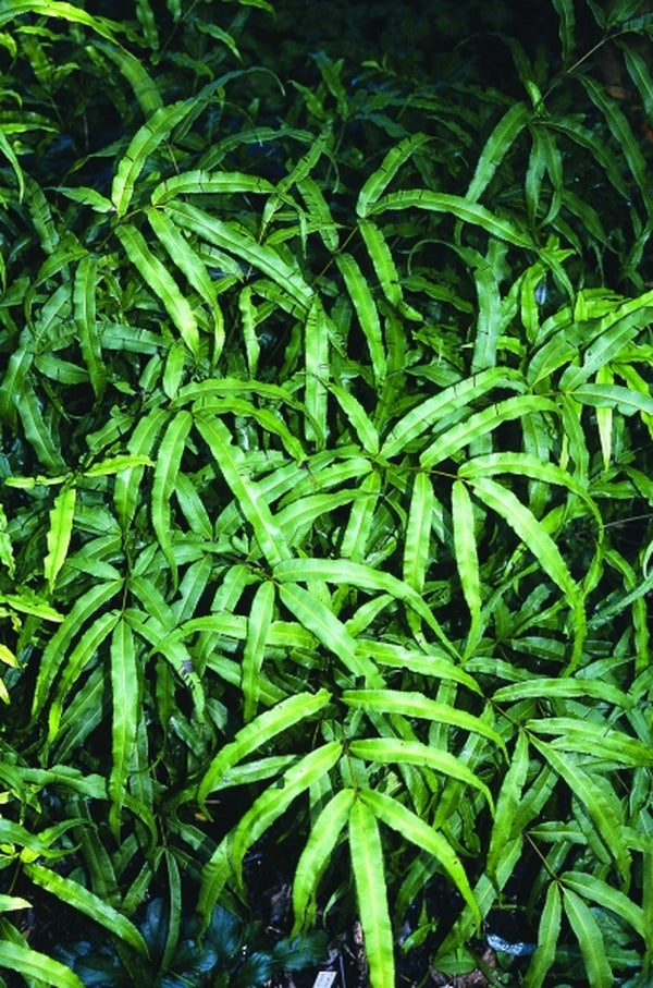 Image of Pteris cretica var. laeta 'Western Hills'|Juniper Level Botanic Gdn, NC|JLBG