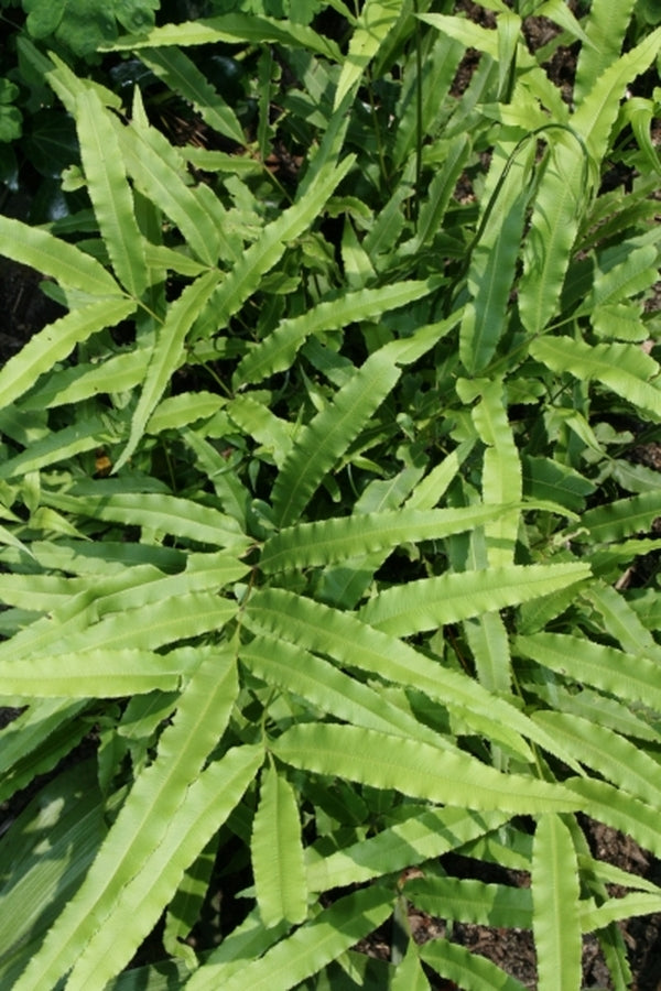 Image of Pteris cretica var. laeta 'Wu Wu'|Juniper Level Botanic Gdn, NC|JLBG