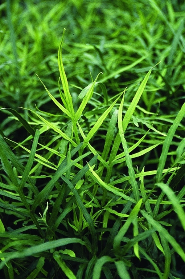 Image of Pteris multifida|Juniper Level Botanic Gdn, NC|JLBG