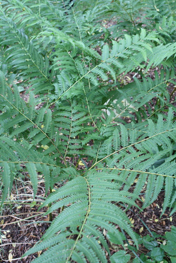 Image of Pteris wallichiana 'Hualien Giant'taken at Juniper Level Botanic Gdn, NC by JLBG