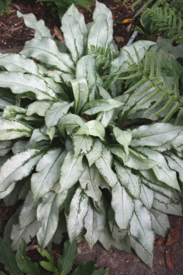 Image of Pulmonaria 'Majeste'|Juniper Level Botanic Gdn, NC|JLBG