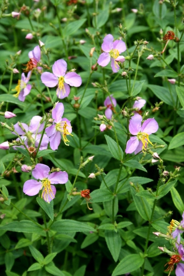 Image of Rhexia virginica|Juniper Level Botanic Gdn, NC|JLBG