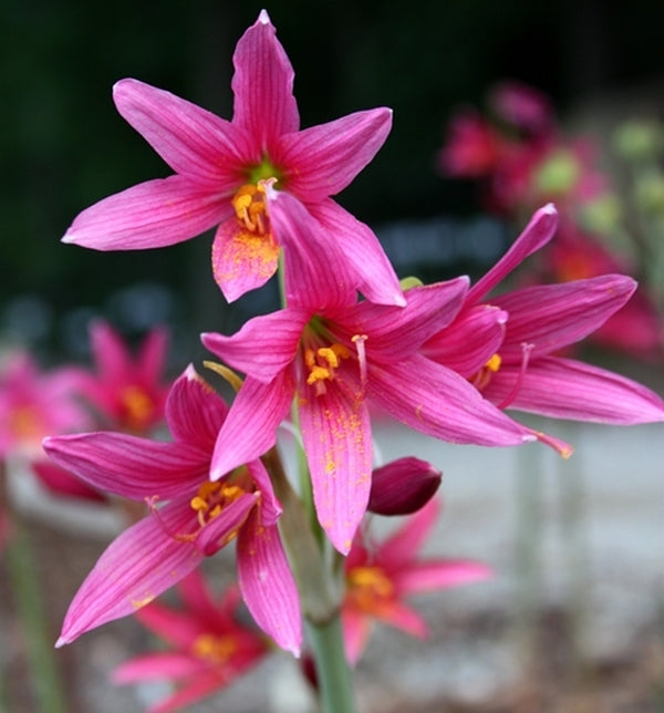 Image of Rhodophiala bifida Carmine Pink Forms||