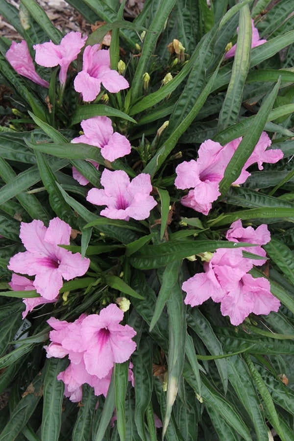 Image of Ruellia brittoniana 'Colobe Pink' ||