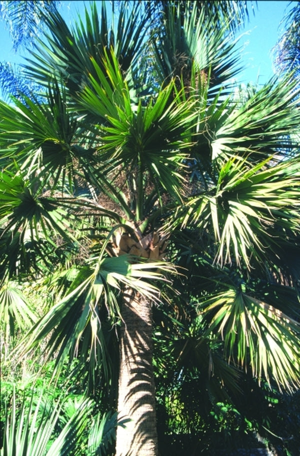 Image of Sabal mexicana Dallas Form|Huntington Gdn, CA|