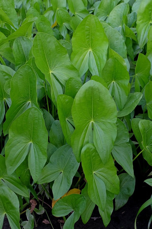 Image of Sagittaria latifolia||