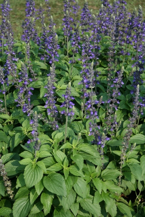 Image of Salvia 'Balsalmisp' PP 18,054|University of Florida, FL|