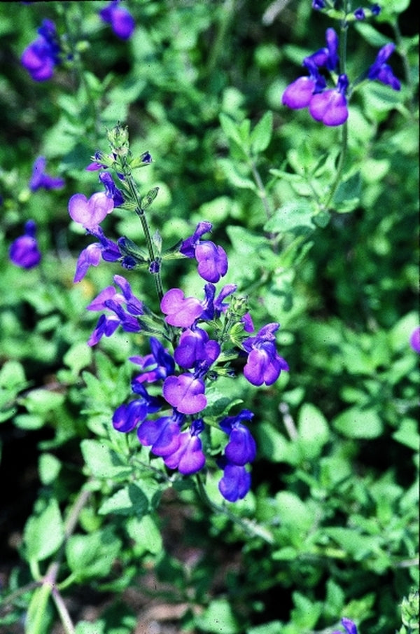 Image of Salvia 'Christine Yeo'taken at Juniper Level Botanic Gdn, NC by JLBG