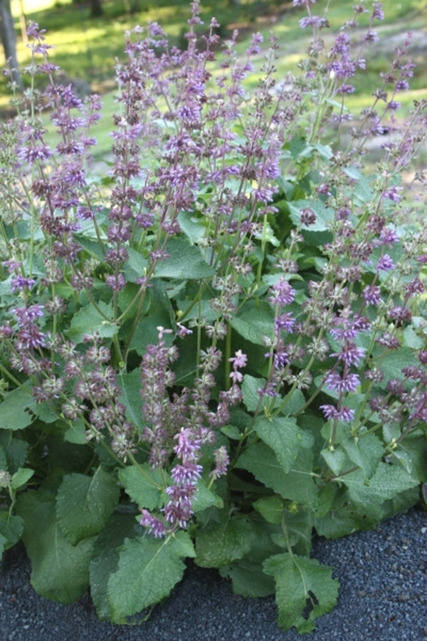 Image of Salvia 'Endless Love' PP 21,707|Juniper Level Botanic Gdn, NC|JLBG