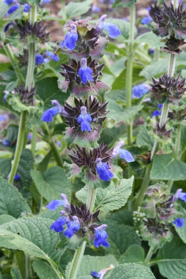 Image of Salvia clinopodioides|Juniper Level Botanic Gdn, NC|JLBG