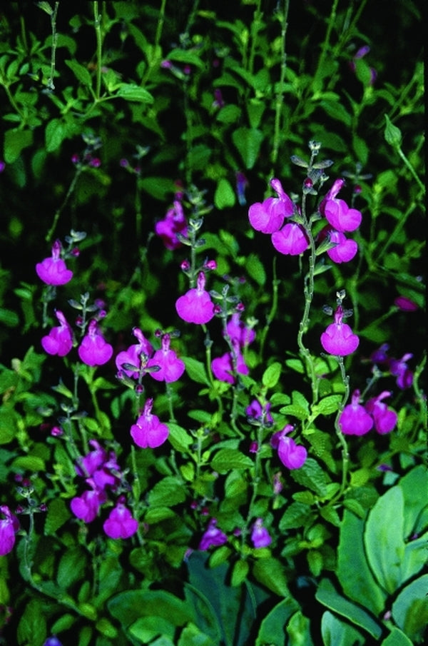 Image of Salvia microphylla 'Wild Watermelon'taken at Juniper Level Botanic Gdn, NC by JLBG