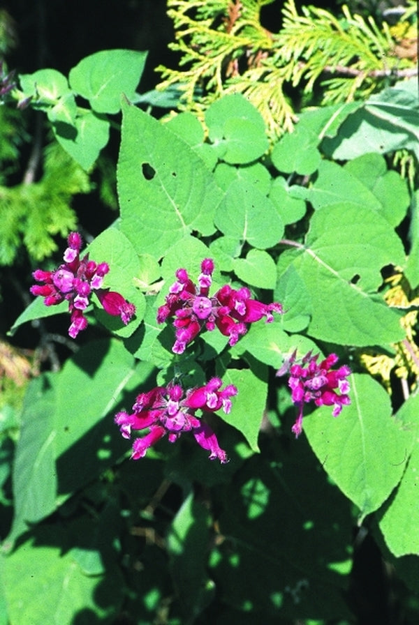 Image of Salvia puberula 'El Butano'|Juniper Level Botanic Gdn, NC|JLBG