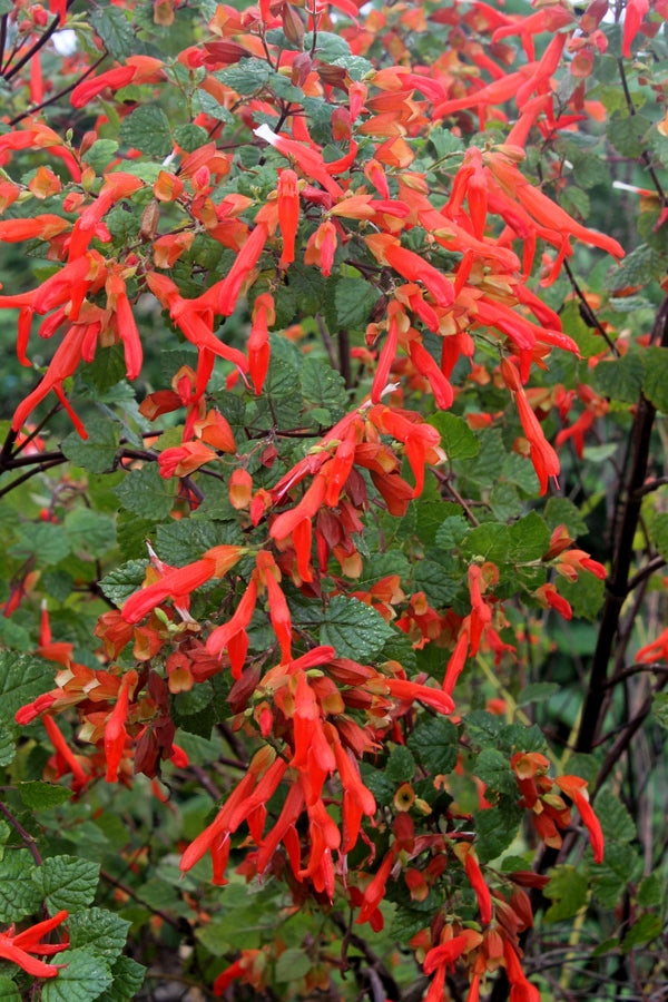 Image of Salvia regla 'Huntington Gardens'||