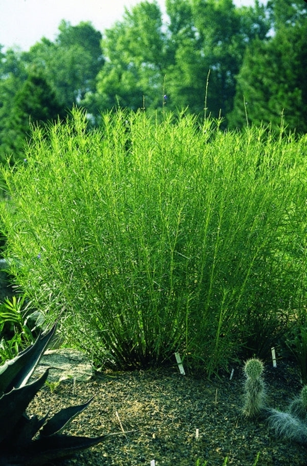 Image of Salvia reptans 'West Texas'|Juniper Level Botanic Gdn, NC|JLBG