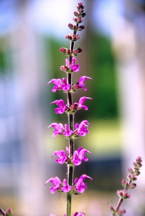 Image of Salvia x sylvestris 'Royal Crimson Distinction'|Juniper Level Botanic Gdn, NC|JLBG