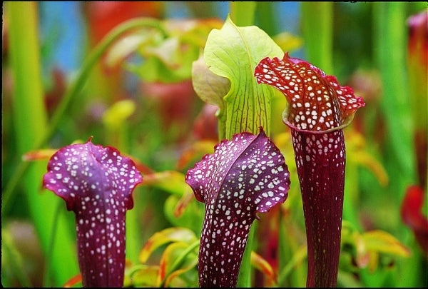 Image of Sarracenia 'Ladies in Waiting'|UNC Charlotte Gdns, NC|L. Mellichamp