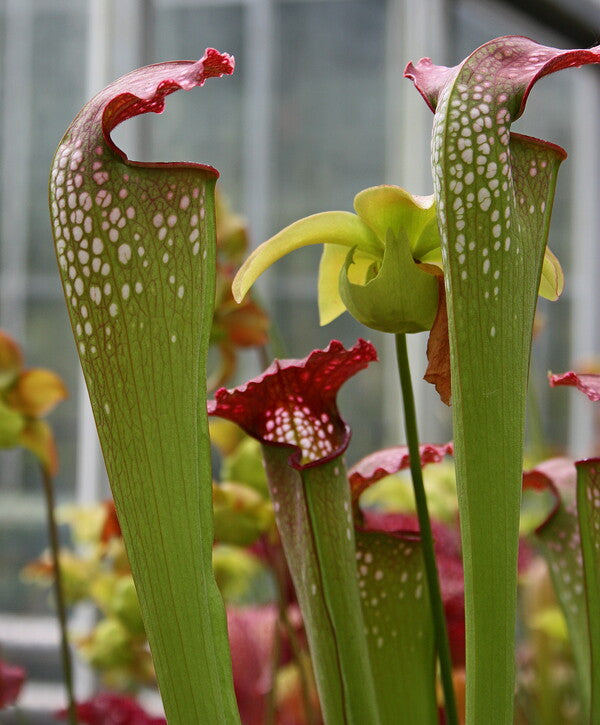 Image of Sarracenia x excellens|Juniper Level Botanic Gdn, NC|JLBG