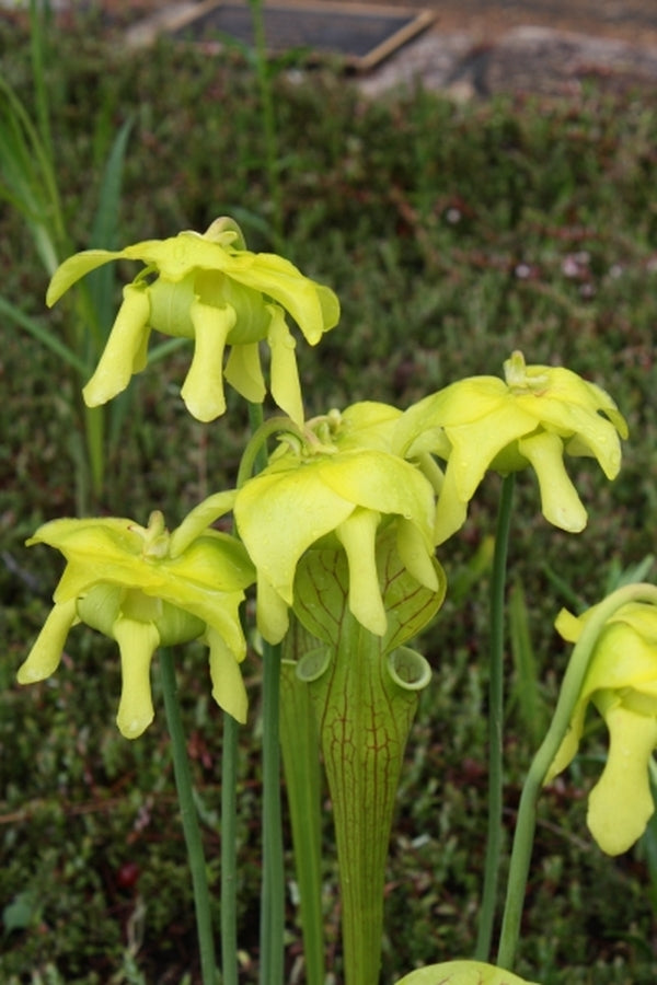 Image of Sarracenia oreophila NOT OUTSIDE NC|NC Botanical Gdn, NC|
