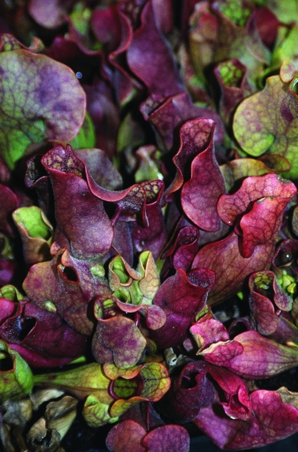Image of Sarracenia purpurea|Juniper Level Botanic Gdn, NC|JLBG