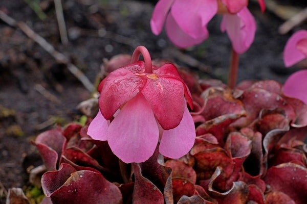 Image of Sarracenia rosea 'Fat Chance'||