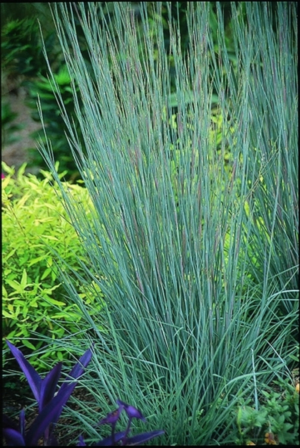 Image of Schizachyrium scoparium 'The Blues'|Juniper Level Botanic Gdn, NC|JLBG