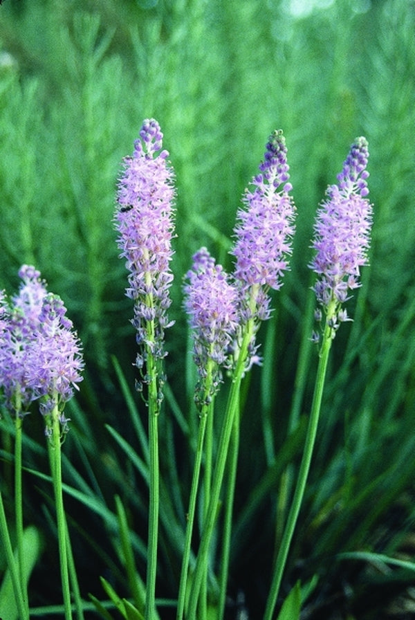 Image of Scilla scilloides|Juniper Level Botanic Gdn, NC|JLBG