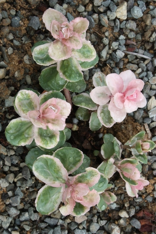 Image of Sedum 'Pinky'||