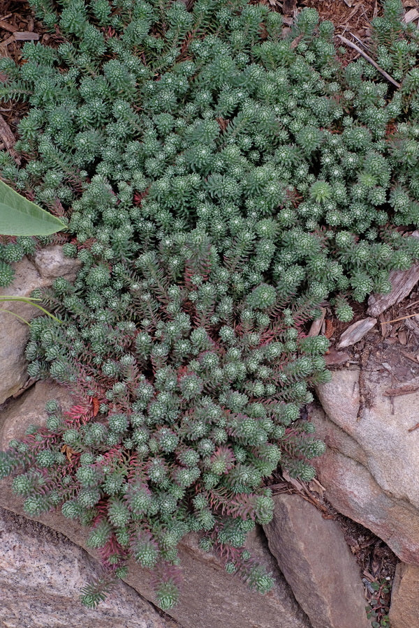 Image of Sedum forsterianum 'Antique Grill'