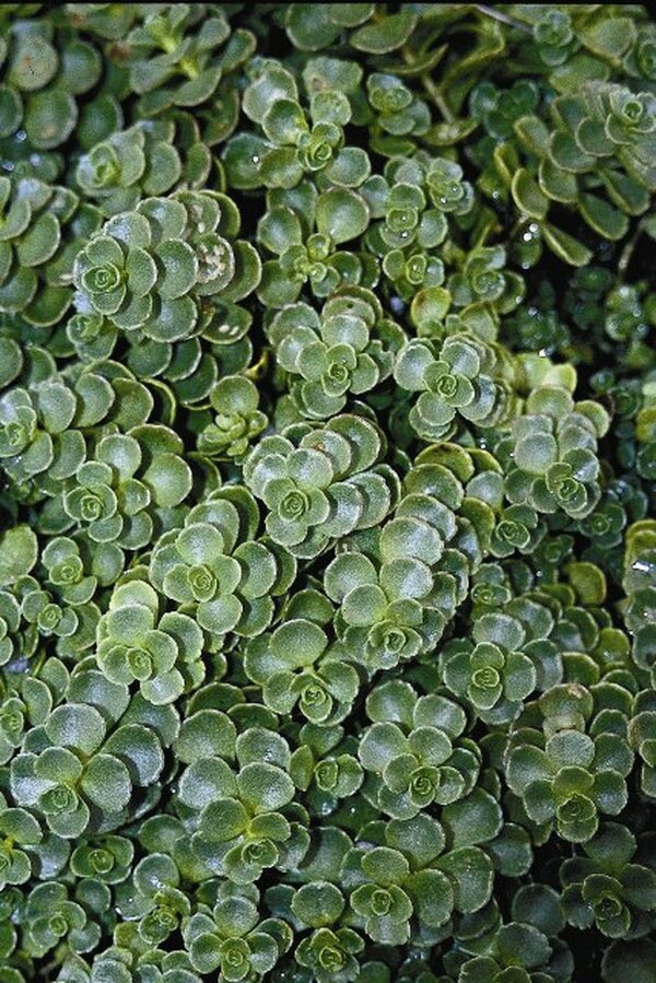 Image of Sedum spurium 'John Creech'|Juniper Level Botanic Gdn, NC|JLBG