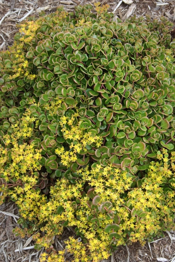 Image of Sedum tetractinum|A. Galloway Gdn, NC|