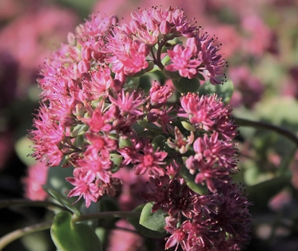Image of Sedum ussuriense 'Chuwangsan'|Juniper Level Botanic Gdn, NC|JLBG
