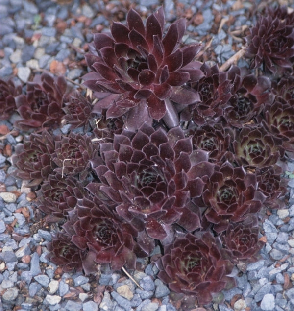 Image of Sempervivum 'Oh My'|Juniper Level Botanic Gdn, NC|JLBG